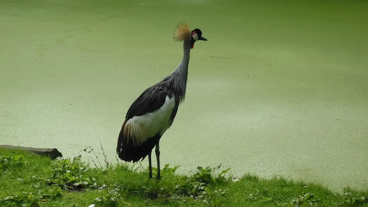 Wildlife fotografie des jahres