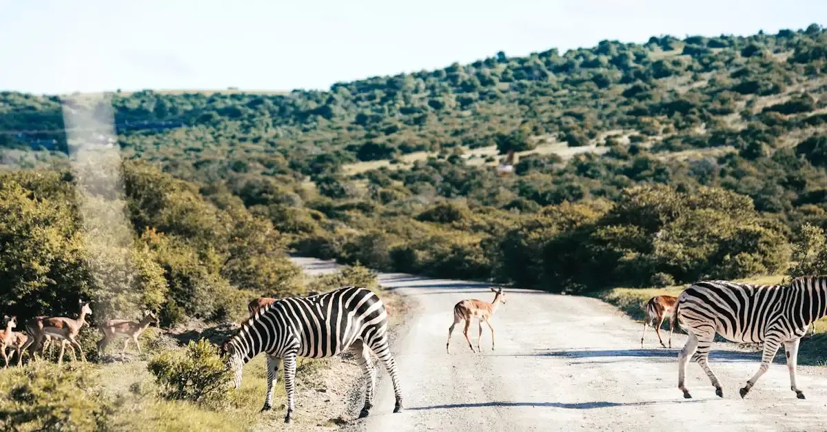 Zebra Fotografie: Tipps für beeindruckende Tierbilder