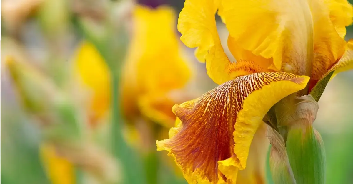 Iris fotografie wie geht das
