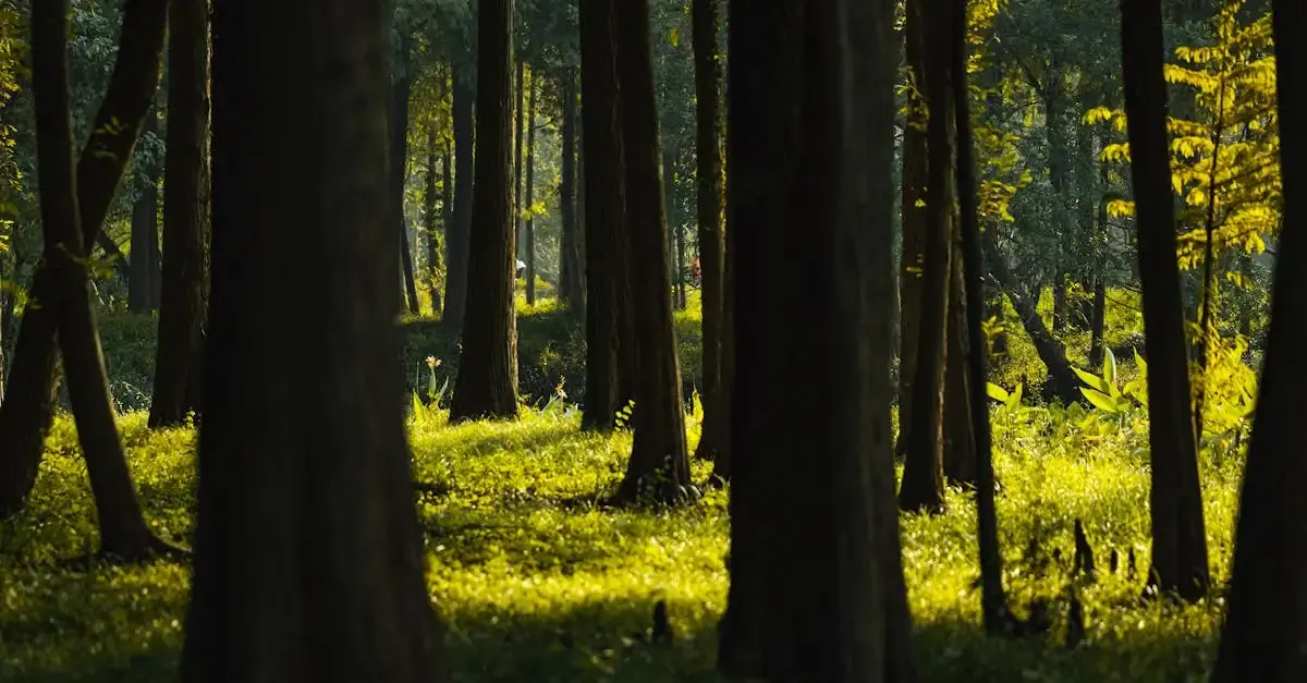 Fotografie landschaft