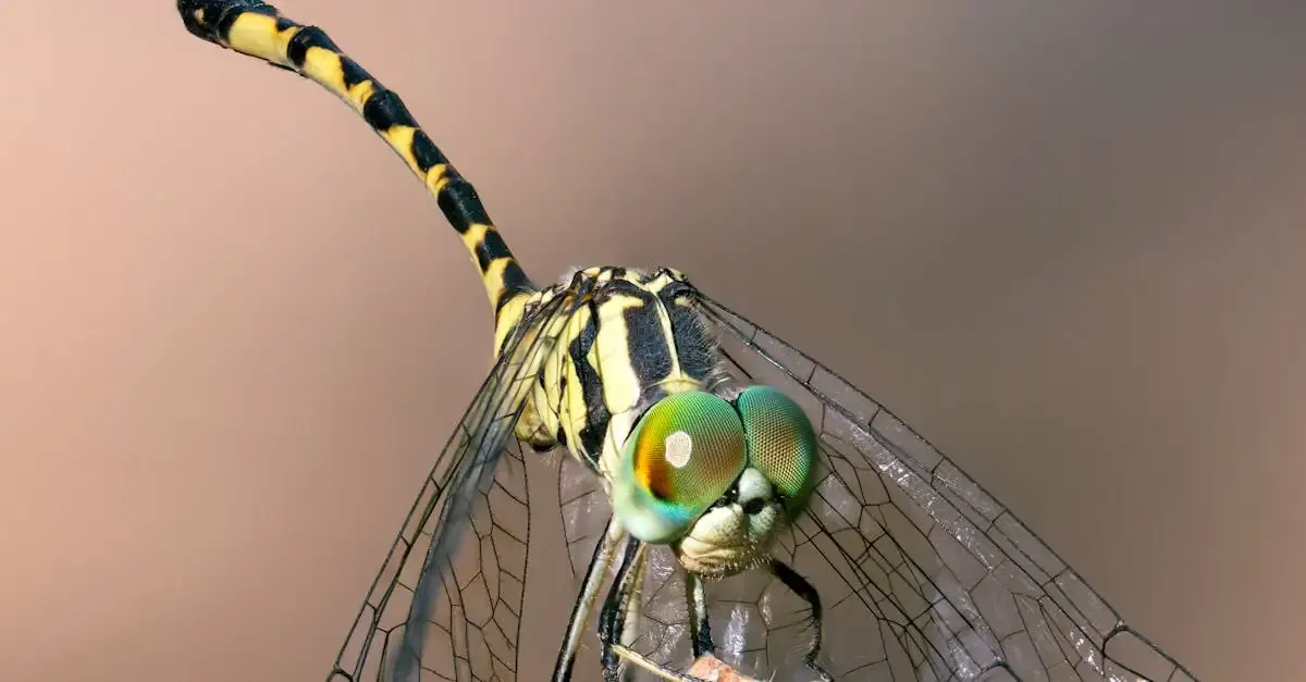 Libelle fotografie