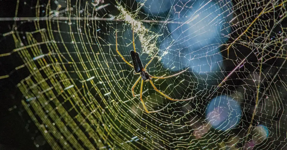 Makro fotografie