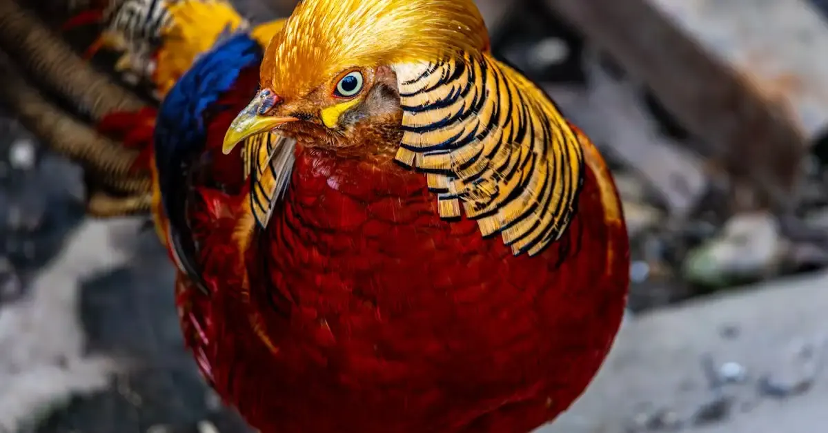 Paradiesvogel fotografie