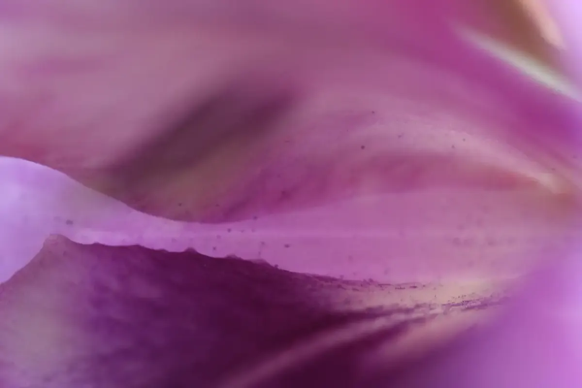 Pink shot fotografie