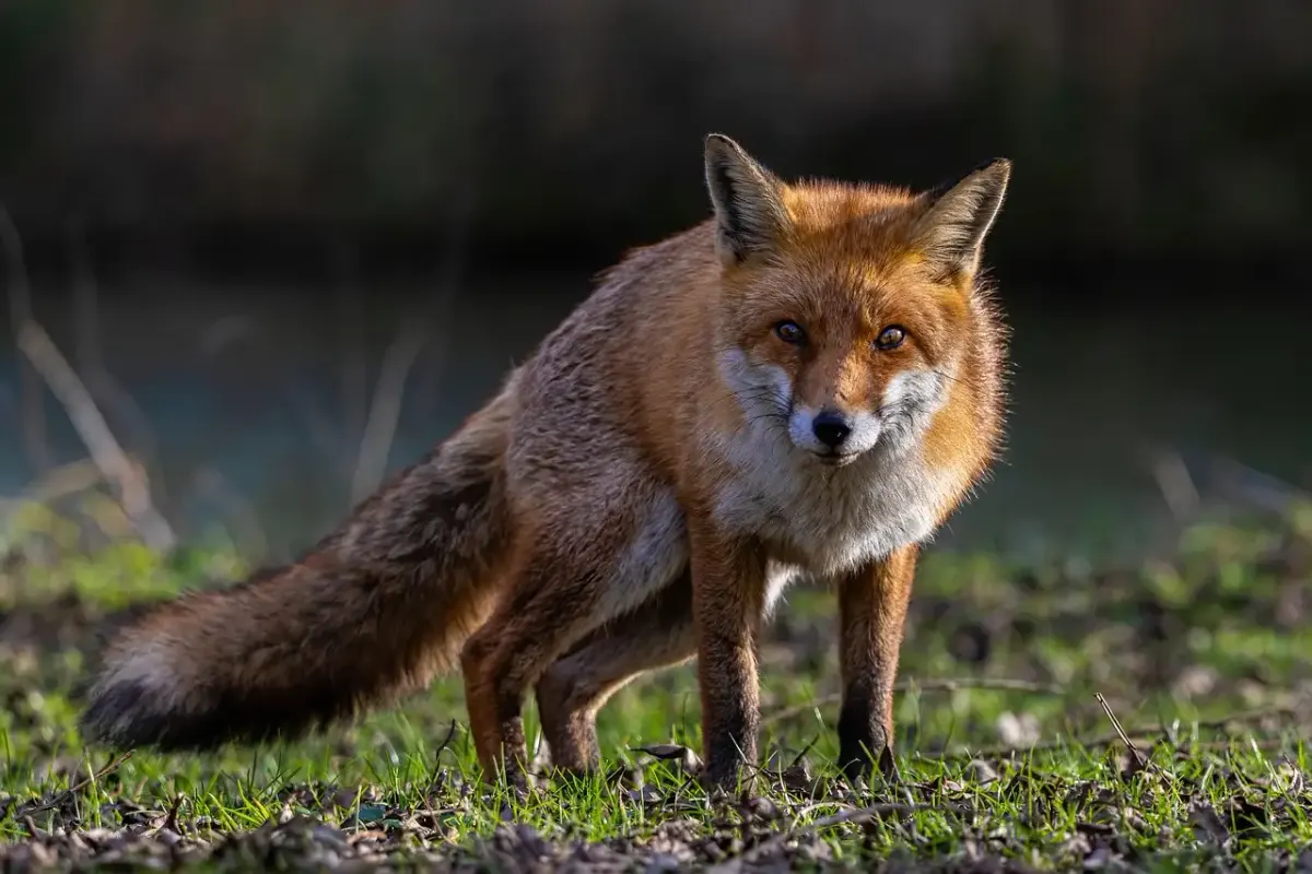 Rotfuchs fotografie