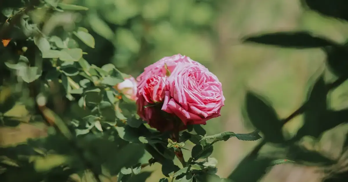 S rose fotografie