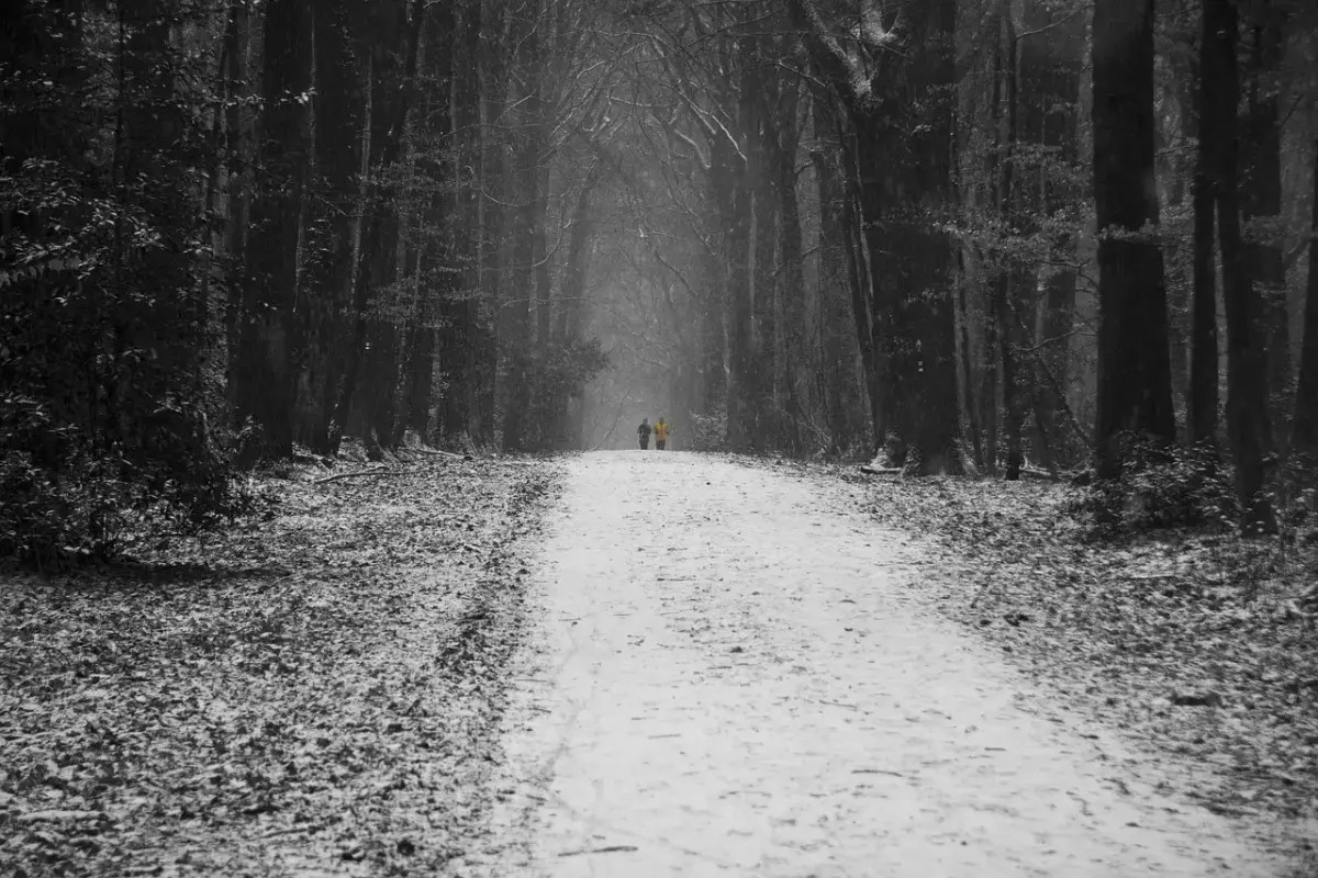 Fotografie schwarzwald