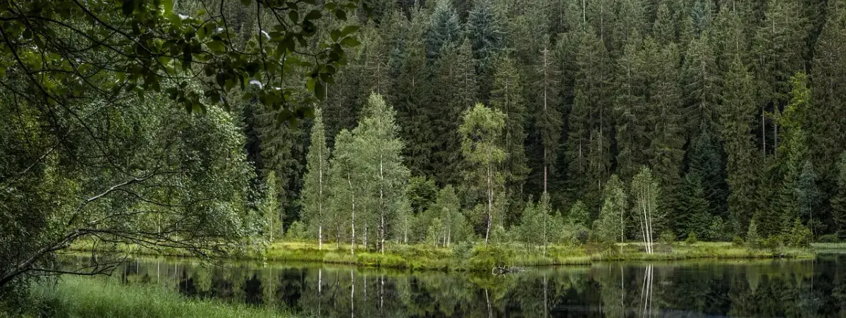 Schwarzwald fotografie