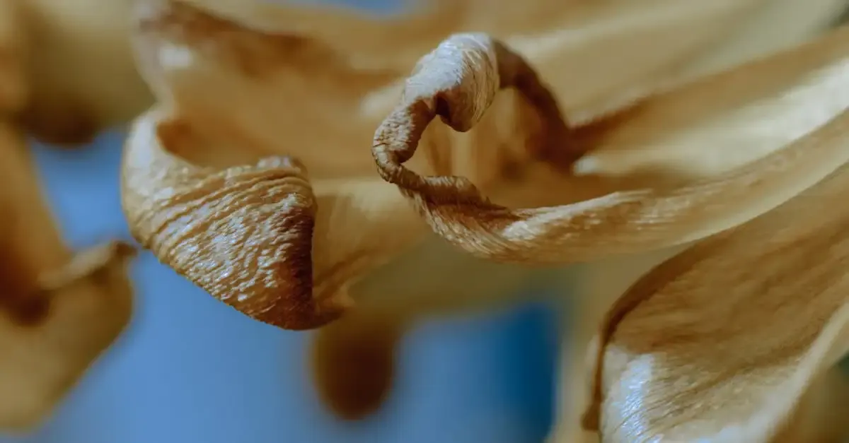 Wabi sabi fotografie