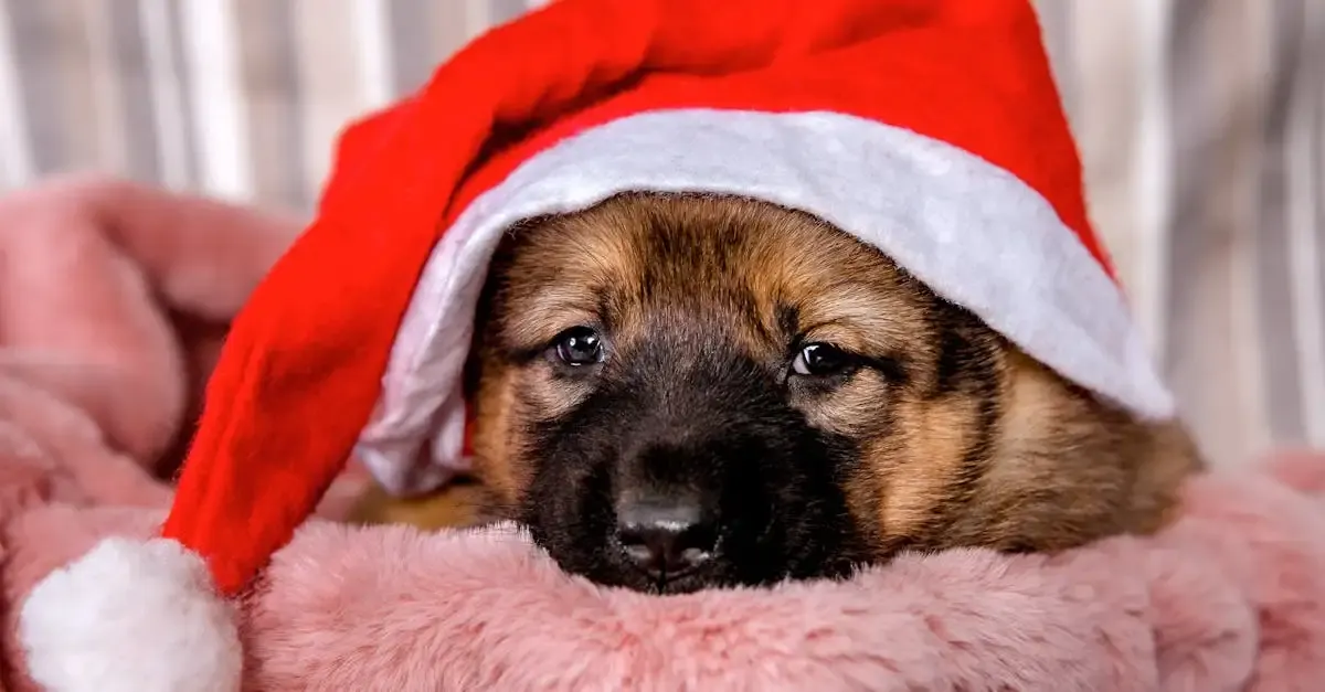 Weihnachts fotografie