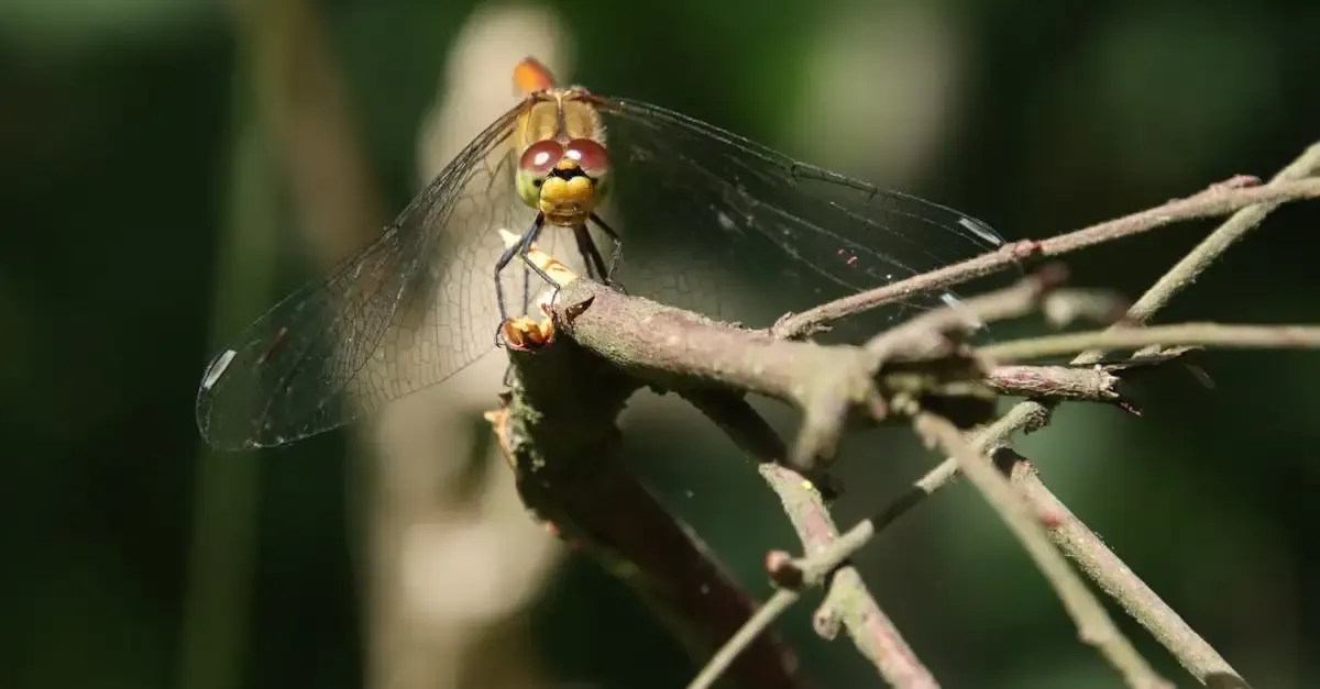 Wild fotografie