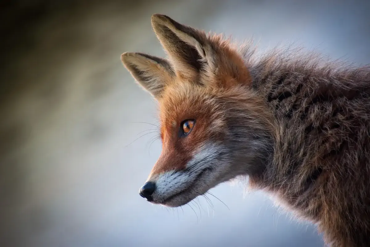 Wildlife fotografie ausrüstung