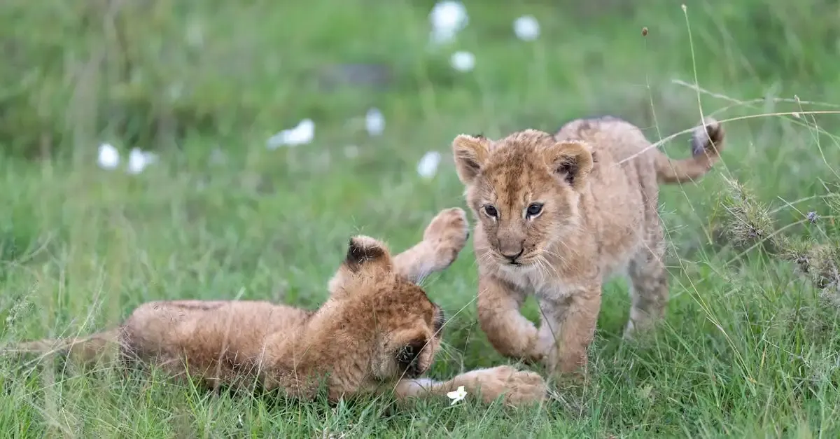Wildlife fotografie des jahres