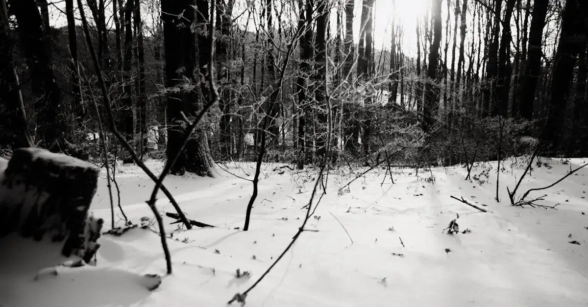 Fotografie im winter