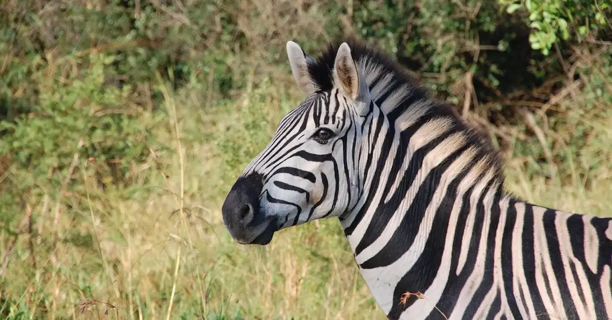 Zebra Fotografie: Tipps für beeindruckende Tierbilder